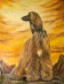 afghan hound "Armani Gandamak"