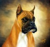 boxer