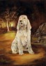 spinone italiano