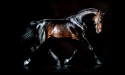 black stallion