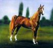 Tennessee Walking horse
