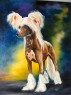 chinese crested dog  "Gessi Modrý květ"