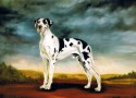 great dane