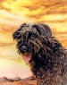 bouvier des Flandres
