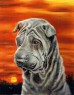 shar - pei