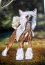 chinese crested dog "Flashka Molka"