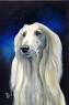afghan hound
