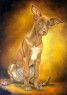 pharaoh hound puppy