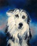 afghan hound